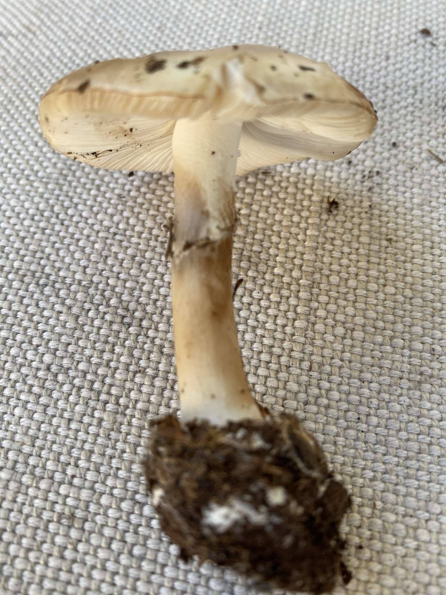 Image of Coker's Lavender Staining Amanita