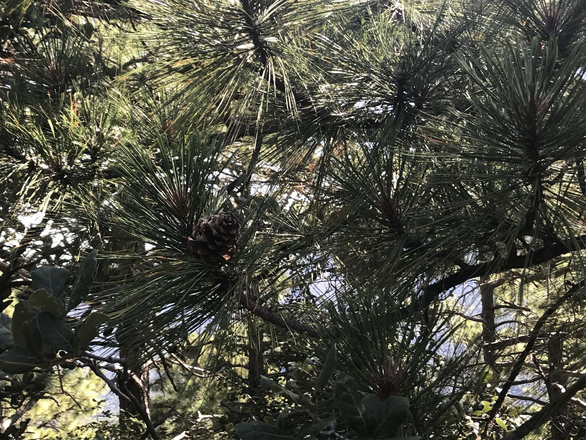 Image of Arizona Pine