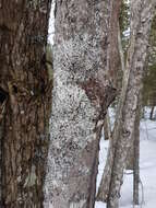 Image of shield lichen