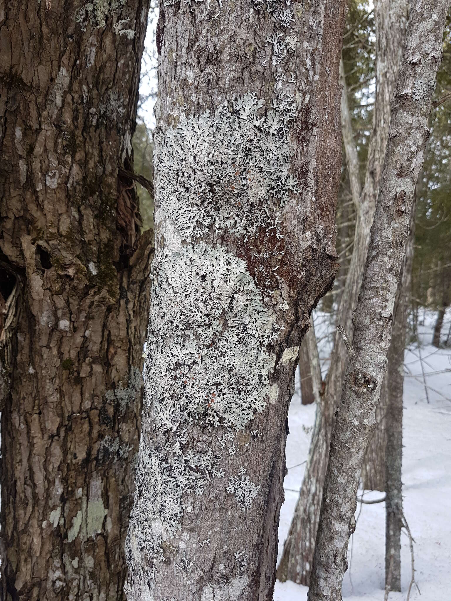 Image of shield lichen