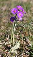 Image of Scottish primrose