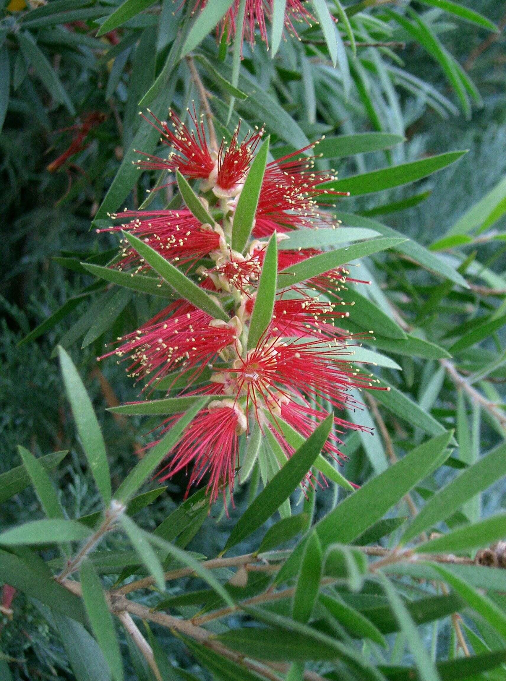 صورة Callistemon viminalis (Sol. ex Gaertn.) G. Don