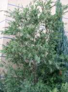 صورة Callistemon viminalis (Sol. ex Gaertn.) G. Don