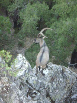 Image of Capra pyrenaica victoriae