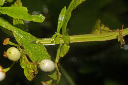 Image of Leucocarpus perfoliatus (Kunth) Benth.