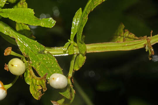 Слика од Leucocarpus