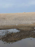 Image of avocet, pied avocet