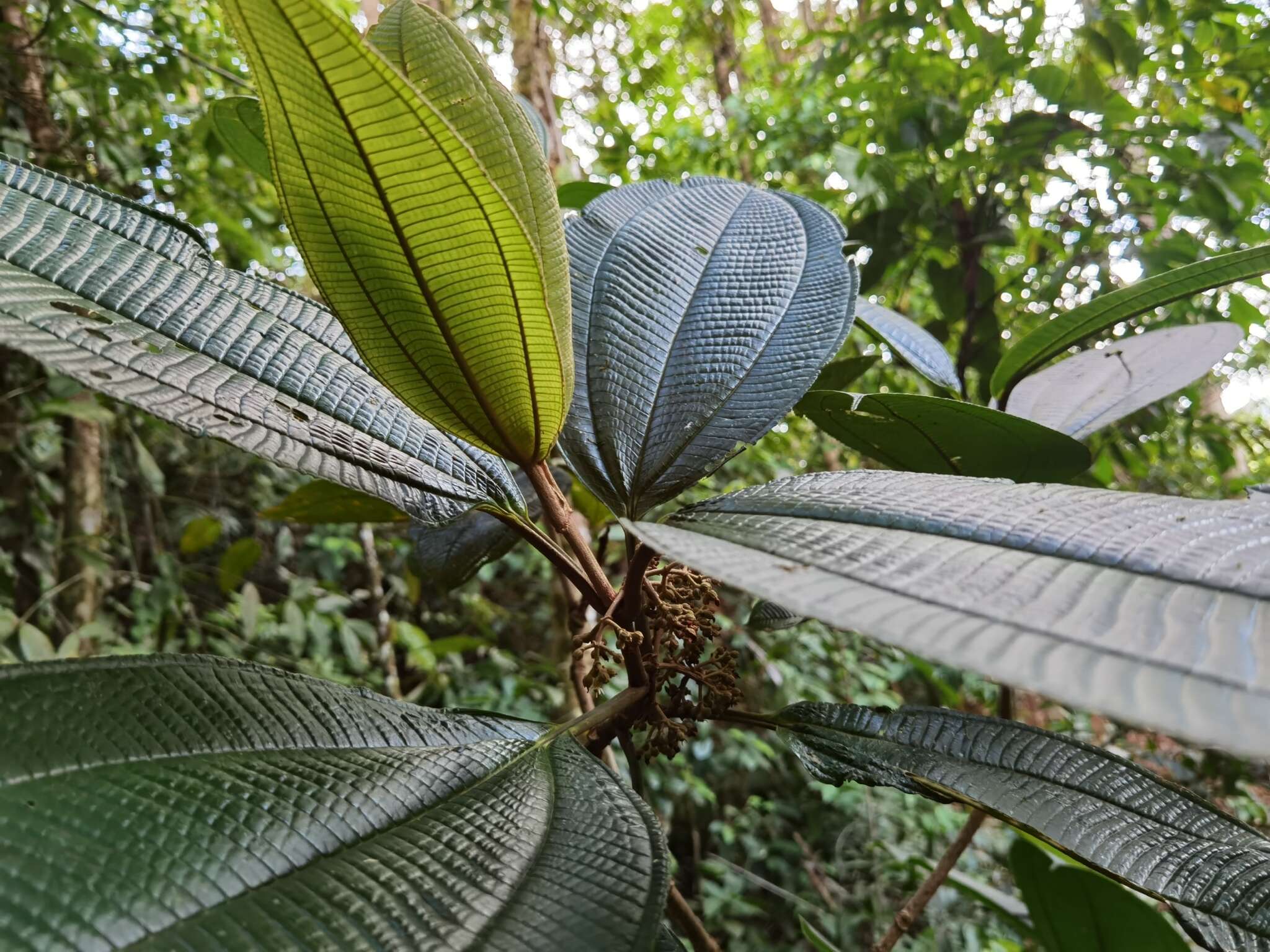 صورة Miconia variabilis Gamba & Almeda