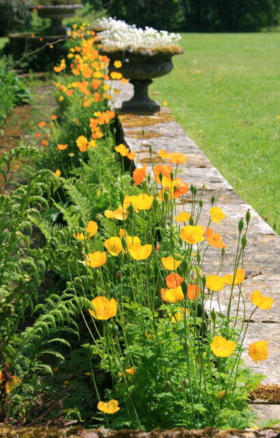 Image of Meconopsis