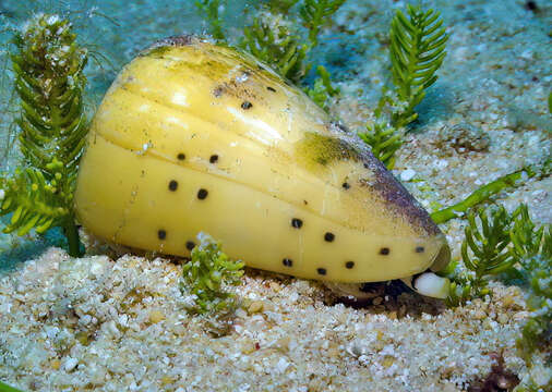 Image of ivory cone