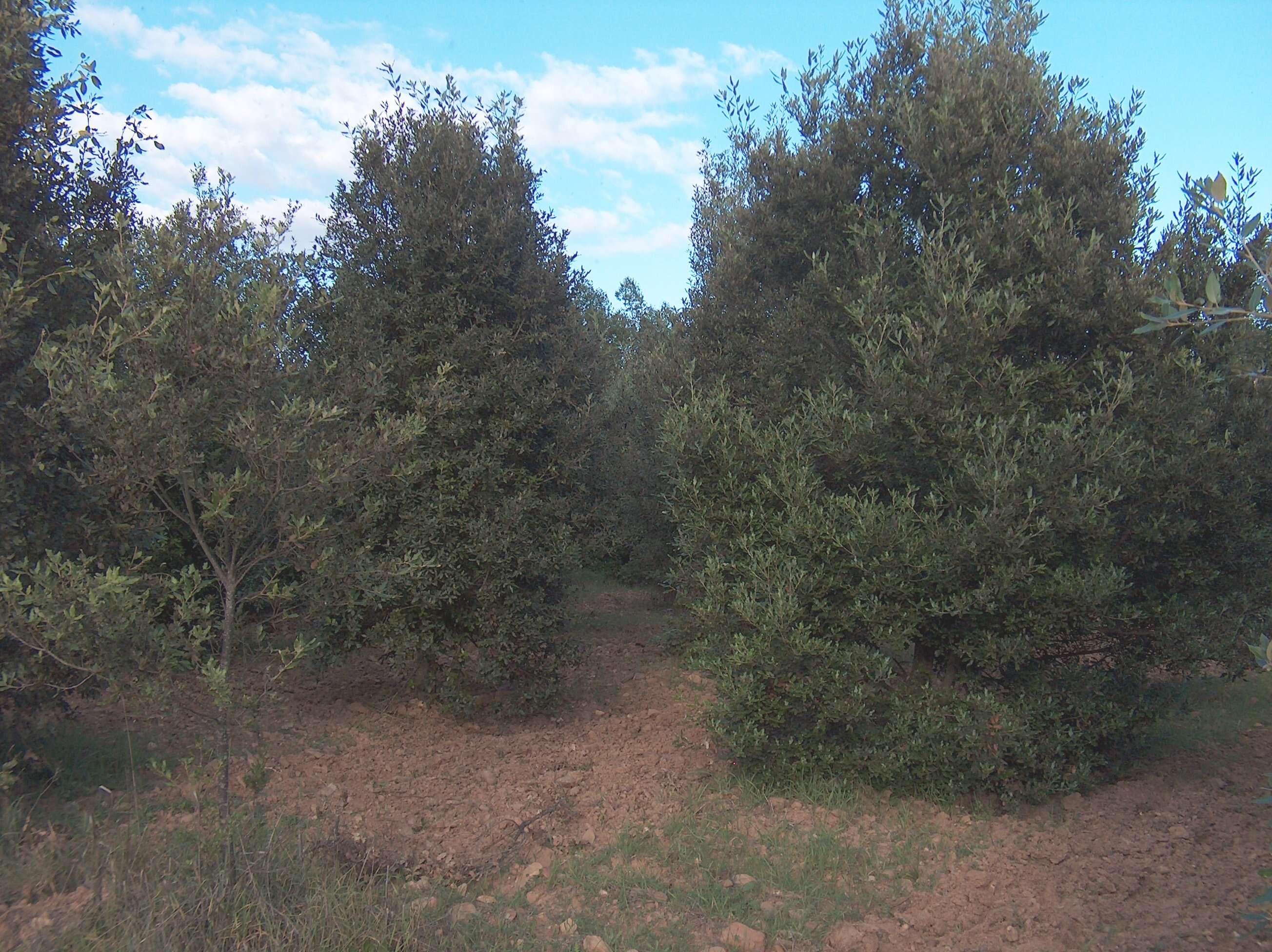 Image of Holm Oak