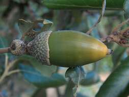 Image of Holm Oak