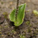 Imagem de Eriochilus scaber Lindl.