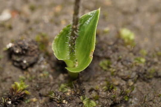 Imagem de Eriochilus scaber Lindl.