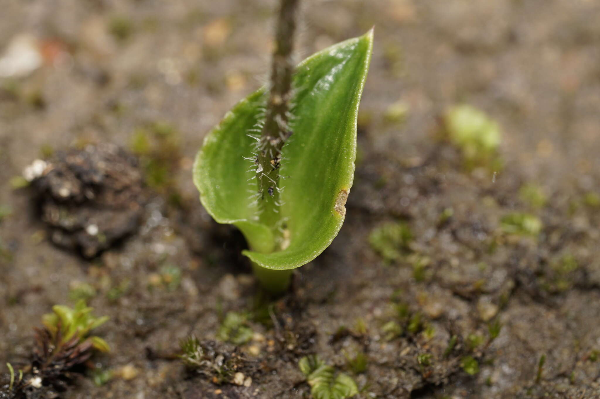 Eriochilus scaber Lindl.的圖片