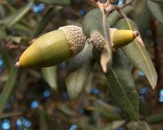 Image of Holm Oak