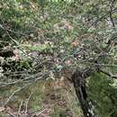 Image of Texas crab apple