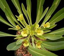 صورة Euphorbia bupleurifolia Jacq.