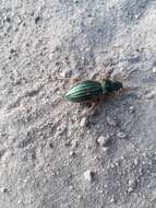 Imagem de Carabus (Tachypus) auratus Linnaeus 1760