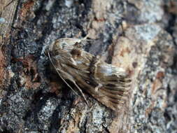 Image of toadflax brocade