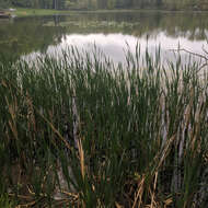 Слика од Typha angustifolia L.