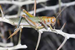 Poecilotettix sanguineus Scudder & S. H. 1897的圖片