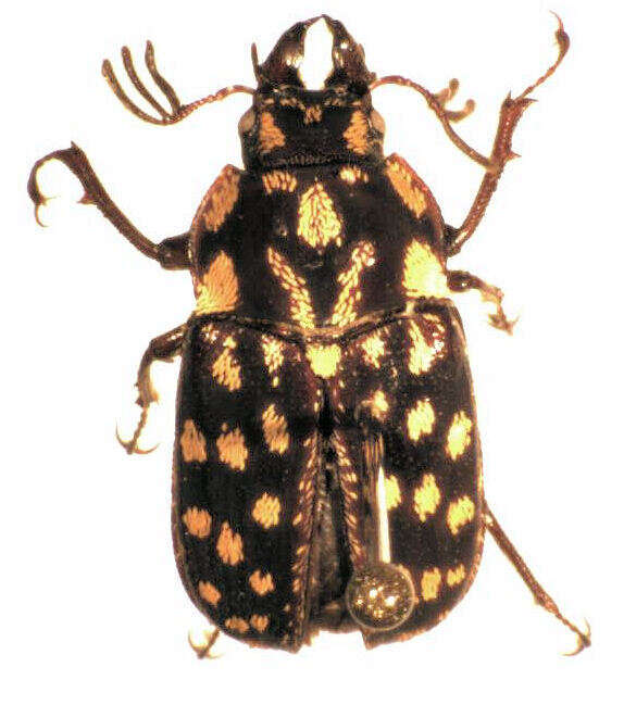 Image of Mitophyllus foveolatus (Broun 1880)