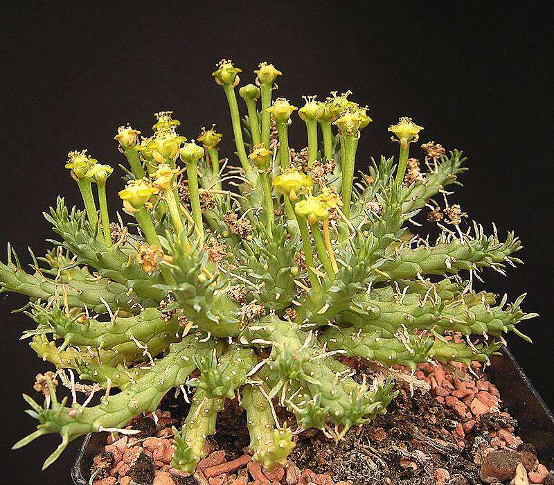 Image of Euphorbia flanaganii N. E. Br.