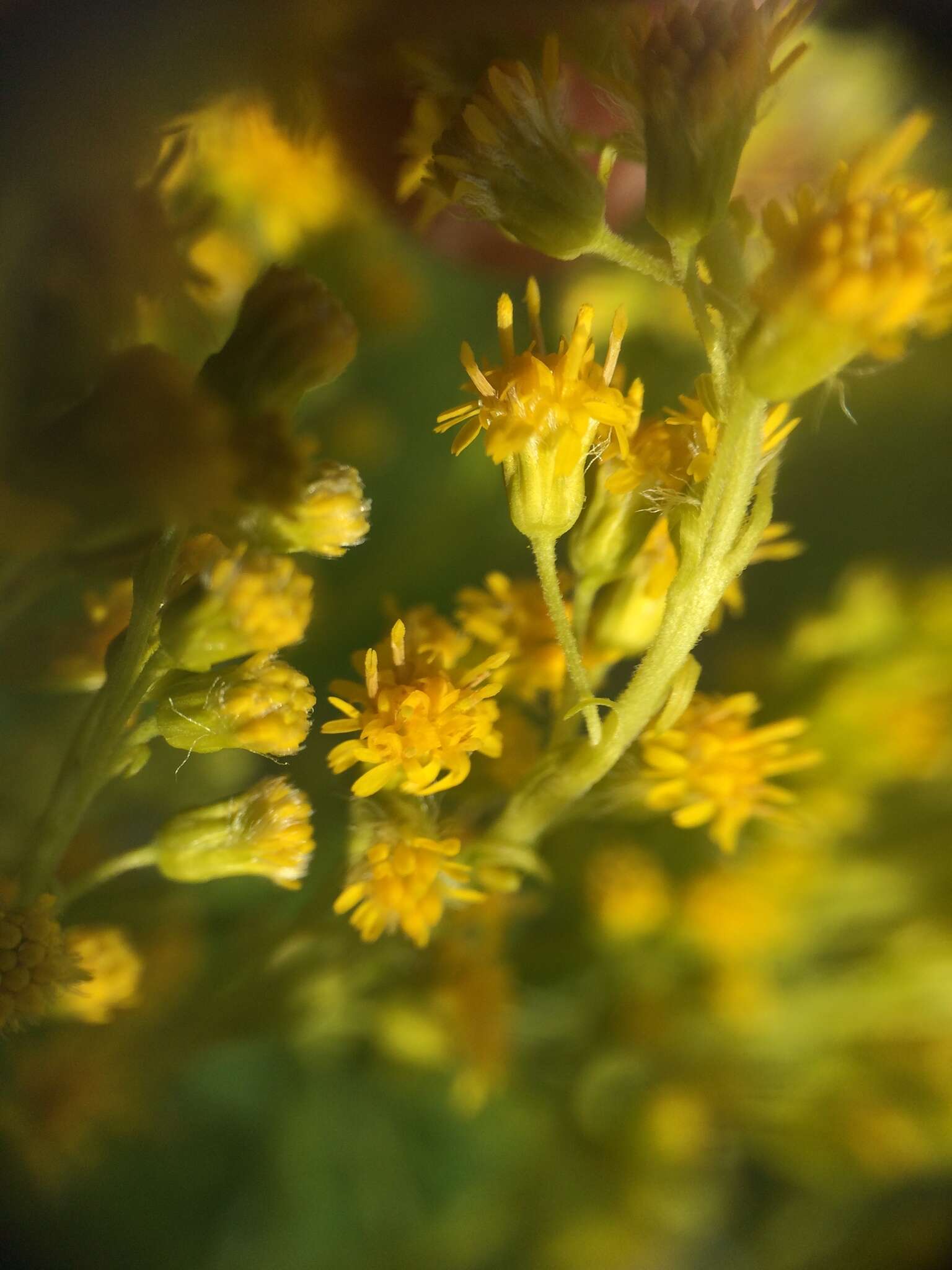 Image of Solidago brendae Semple