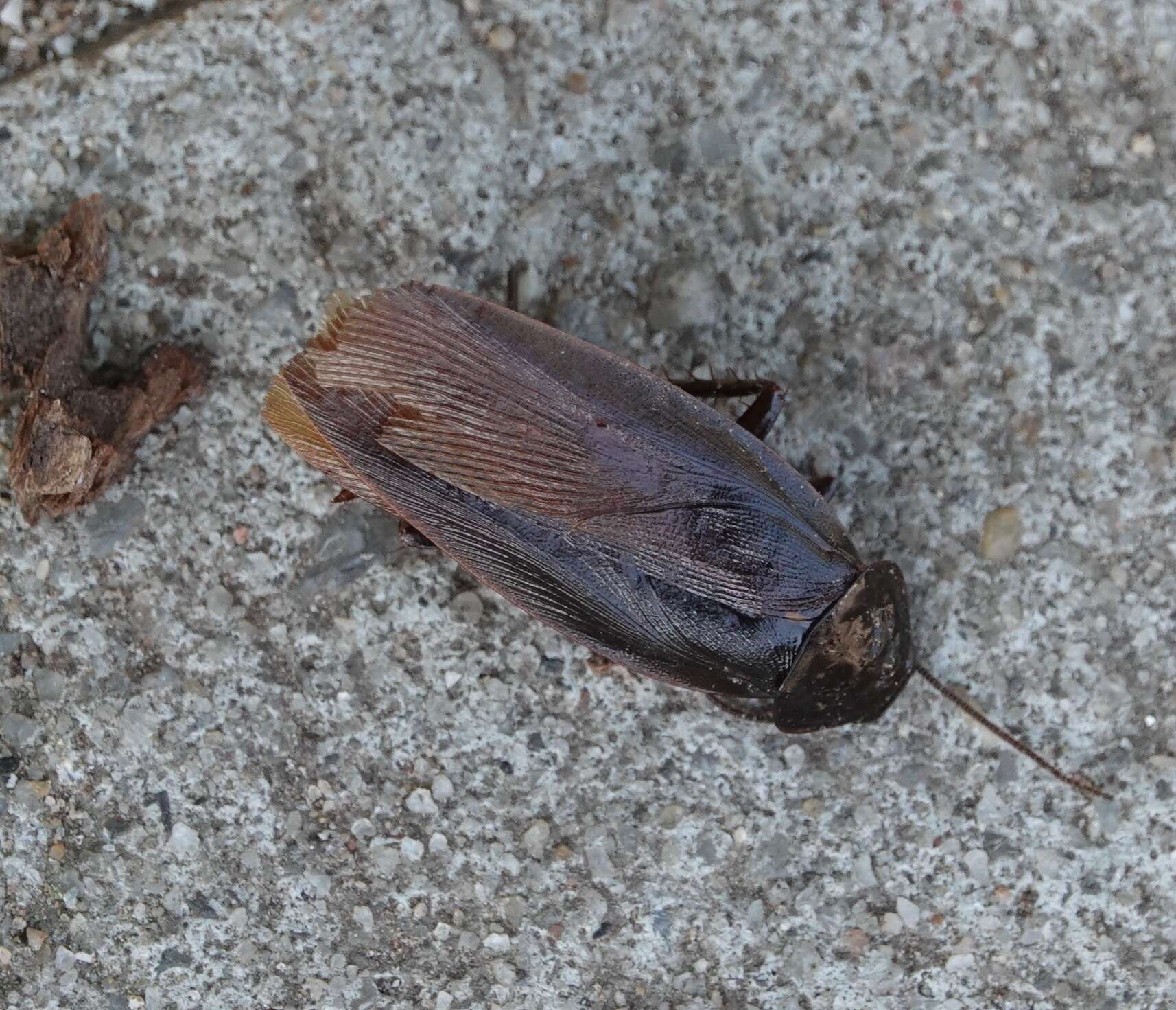 Image of Yamato Cockroach