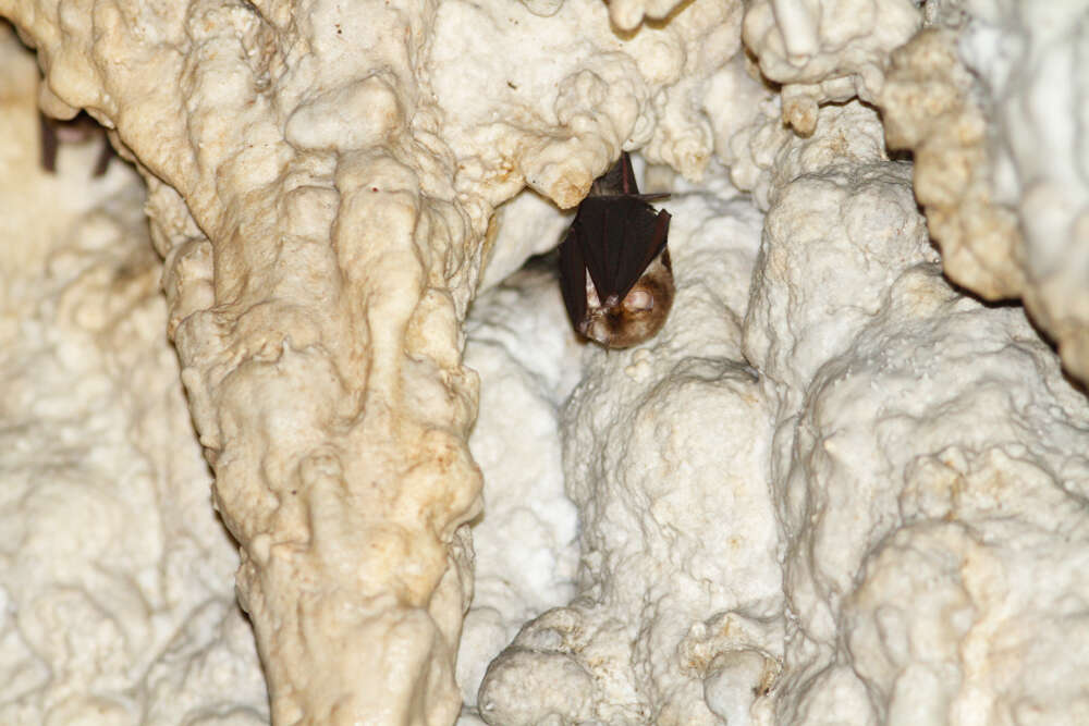 Image of Stoliczka's Asian Trident Bat