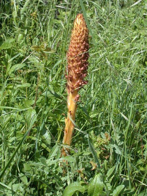 Image of clover broomrape