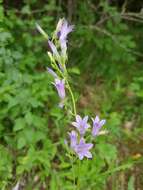 صورة Campanula sibirica subsp. elatior (Fomin) Fed.