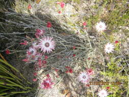 Image of Pink Sewejaartjie