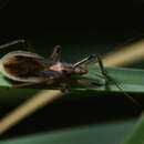 Image of Repipta argentinensis Martin-Park & Coscarón ex Martin-Park et al. 2012