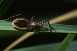 صورة Repipta argentinensis Martin-Park & Coscarón ex Martin-Park et al. 2012