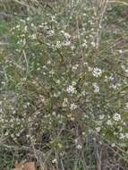 Image of grassleaf pepperweed