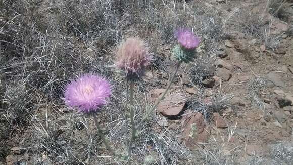 Imagem de Cirsium neomexicanum A. Gray