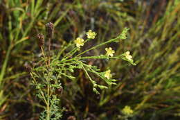 Слика од Linum sulcatum Riddell