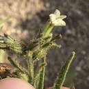 Imagem de Nicotiana corymbosa Remy