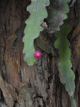 Image of Climbing Cactus