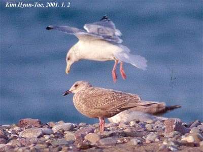 Image of Glaucous-winged Gull