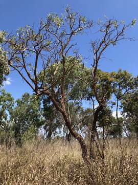 Image of Bat's wing coral tree