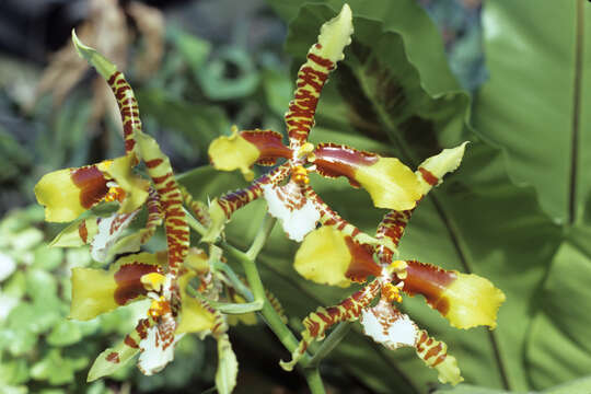 Image of Tiger orchid