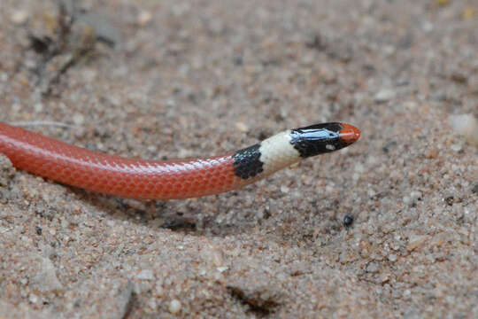 Image de Apostolepis cearensis Gomes 1915