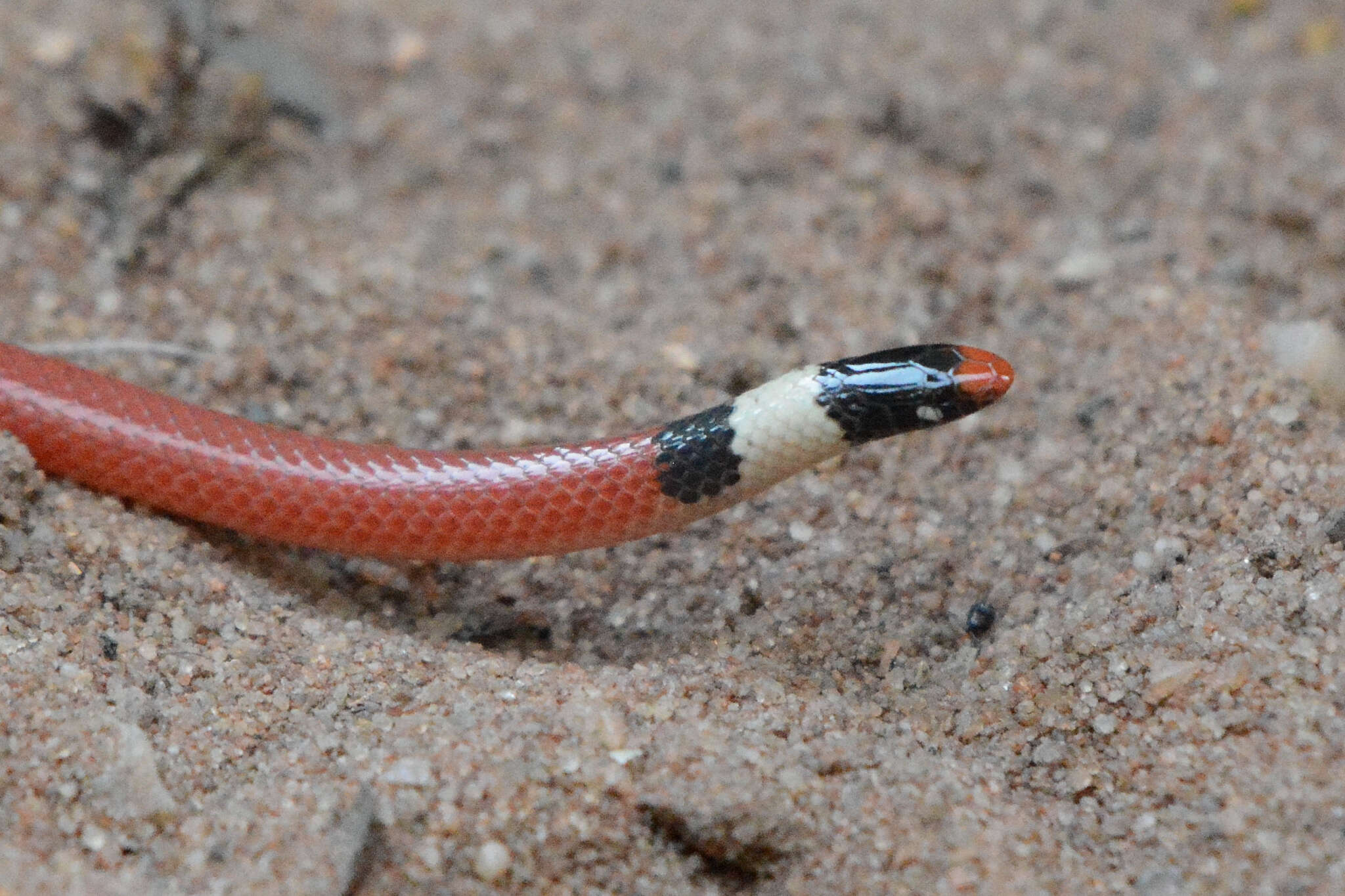 Imagem de Apostolepis cearensis Gomes 1915