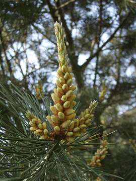 Image of Bunge's pine