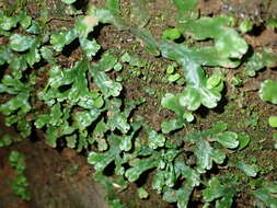 Marchantia foliacea Mitt. resmi