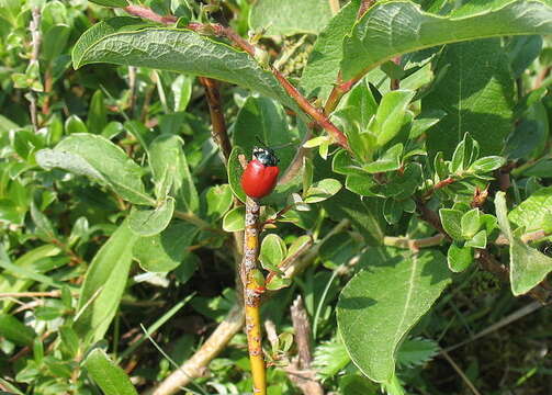 Image of Chrysomela populi