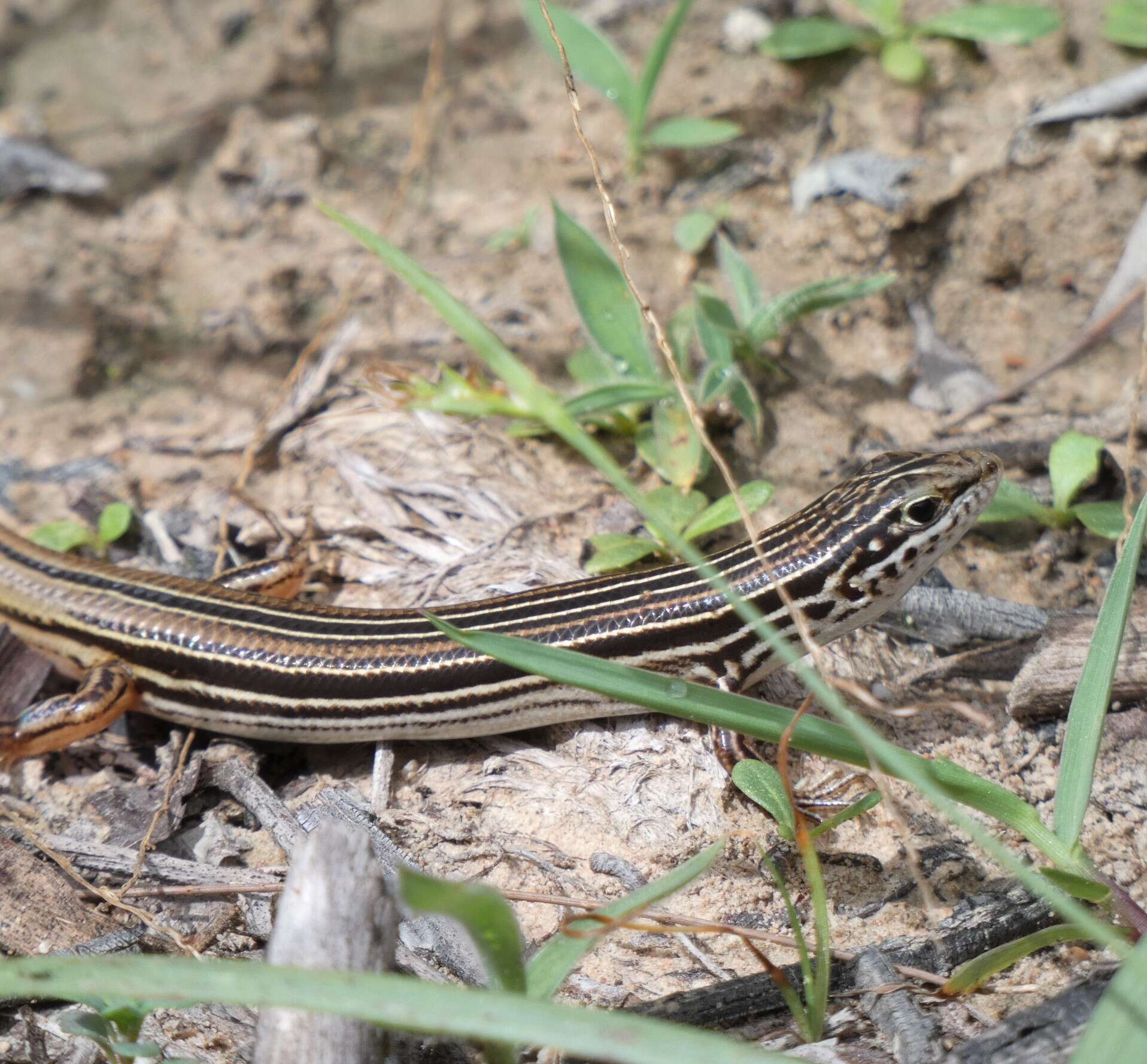 Image of Copper-Tailed Skink